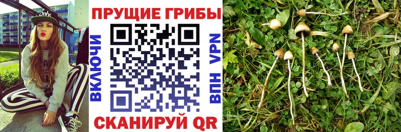 Галлюциногенные грибы мицелий  Морозовск 